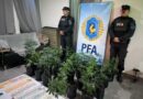 Desarticulan un cultivo indoor de marihuana tras un allanamiento en Caleta Olivia