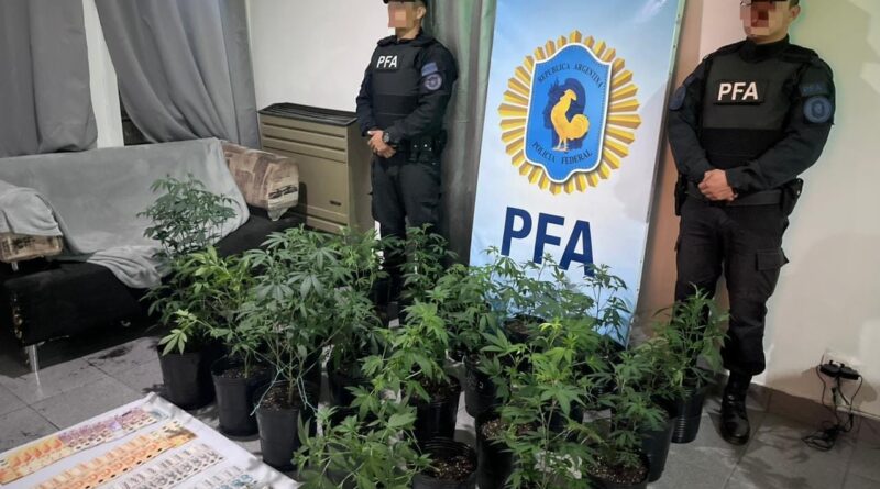 Desarticulan un cultivo indoor de marihuana tras un allanamiento en Caleta Olivia