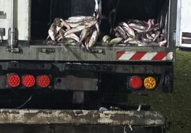 Provincia y el municipio de Caleta Olivia detectan irregularidades en transporte de pescado