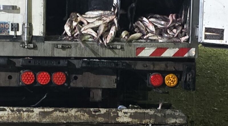 Provincia y el municipio de Caleta Olivia detectan irregularidades en transporte de pescado