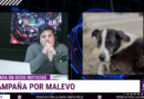 ONG Patitas de Vidda impulsa una estatua en homenaje a “Malevo”, el histórico perro comunitario de Caleta Olivia