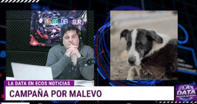 ONG Patitas de Vidda impulsa una estatua en homenaje a “Malevo”, el histórico perro comunitario de Caleta Olivia