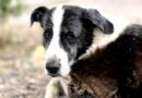 Piden identificar a ocupantes de auto que mató al perro “Malevo” que era callejero con derecho propio