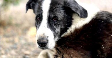 Piden identificar a ocupantes de auto que mató al perro “Malevo” que era callejero con derecho propio