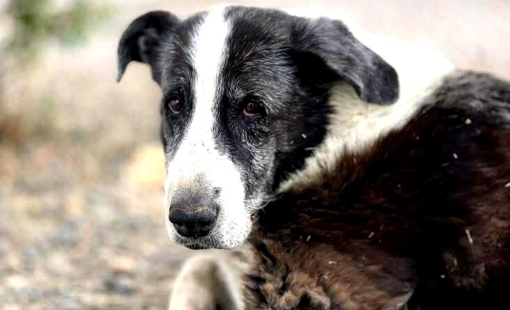 Piden identificar a ocupantes de auto que mató al perro “Malevo” que era callejero con derecho propio