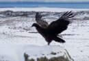 El Consejo Agrario Provincial liberó al cóndor andino rescatado en El Calafate