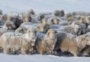 Santa Cruz difunde recomendaciones para evitar la pérdida de animales durante las contingencias climáticas