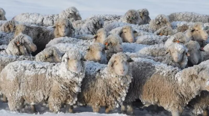 Santa Cruz difunde recomendaciones para evitar la pérdida de animales durante las contingencias climáticas