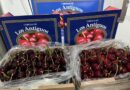 La cereza de Los Antiguos se prepara para su primera exportación con sello propio