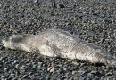 Informan sobre avistaje de una foca leopardo en la costanera de Río Gallegos