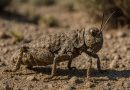 Alerta por tucura: Se intensifican los recorridos de campo para detectar los primeros focos