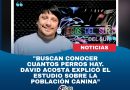 Caleta Olivia: buscan conocer cuántos perros hay realmente en la ciudad