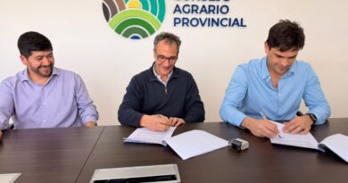 Provincia amplía experiencias con maíz para una producción forrajera