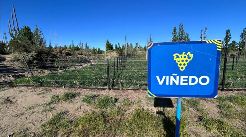 Punto Orgánico avanza con la instalación de un nuevo sistema de riego para su viñedo
